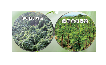 高學(xué)歷養(yǎng)生黨親測：這款雙有機野生葛根粉，憑什么成日常優(yōu)選？?